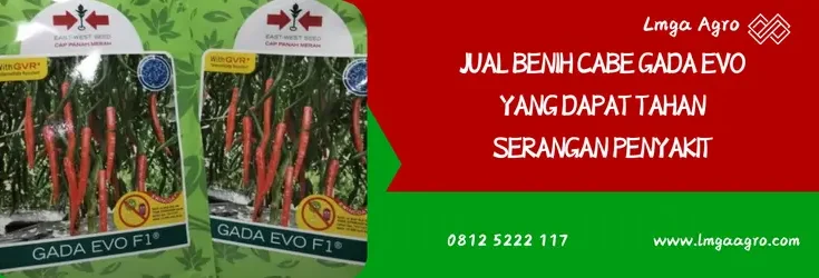 benih cabe gada, bibit cabe gada evo, gada evo, harga benih cabe gada evo, Lmga Agro