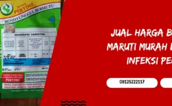 cabe maruti, bibit cabe maruti, harga bibit cabe maruti, bibit cabe rawit terbaik, Lmga Agro