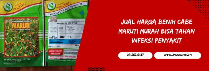 cabe maruti, bibit cabe maruti, harga bibit cabe maruti, bibit cabe rawit terbaik, Lmga Agro