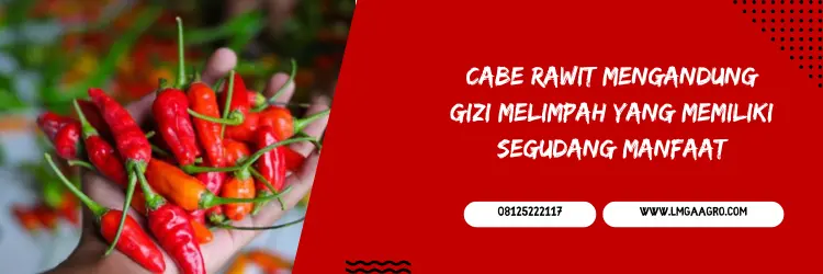 cabe maruti, bibit cabe maruti, harga bibit cabe maruti, bibit cabe rawit terbaik, Lmga Agro