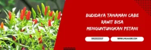 cabe maruti, bibit cabe maruti, harga bibit cabe maruti, bibit cabe rawit terbaik, Lmga Agro