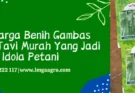 gambas anggun tavi, budidaya gambas anggun tavi, bibit gambas anggun tavi, jarak tanam gambas anggun tavi, Lmga Agro