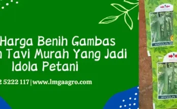 gambas anggun tavi, budidaya gambas anggun tavi, bibit gambas anggun tavi, jarak tanam gambas anggun tavi, Lmga Agro