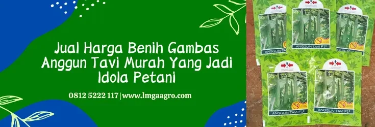 gambas anggun tavi, budidaya gambas anggun tavi, bibit gambas anggun tavi, jarak tanam gambas anggun tavi, Lmga Agro