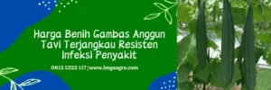 gambas anggun tavi, budidaya gambas anggun tavi, bibit gambas anggun tavi, jarak tanam gambas anggun tavi, Lmga Agro