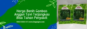 gambas anggun tavi, budidaya gambas anggun tavi, bibit gambas anggun tavi, jarak tanam gambas anggun tavi, Lmga Agro