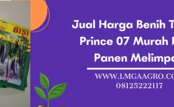 terong prince 07, bibit terong prince 07, keunggulan terong prince 07, bibit terong ungu yang bagus, Lmga Agro