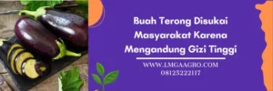 terong prince 07, bibit terong prince 07, keunggulan terong prince 07, bibit terong ungu yang bagus, Lmga Agro