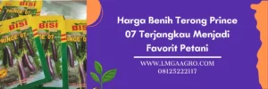 terong prince 07, bibit terong prince 07, keunggulan terong prince 07, bibit terong ungu yang bagus, Lmga Agro