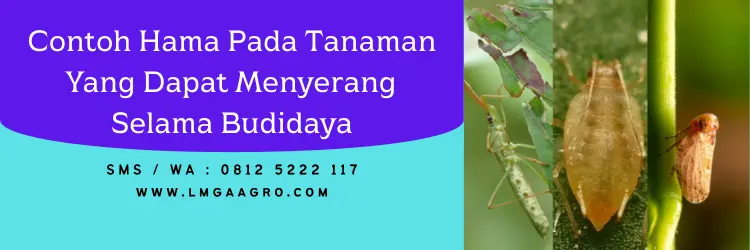 tenchu insektisida, bahan aktif insektisida tenchu, dosis pestisida tenchu, insektisida dinotefuran, Lmga Agro