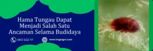 samite 135, akarisida samite, harga samite, samite bahan aktif, Lmga Agro