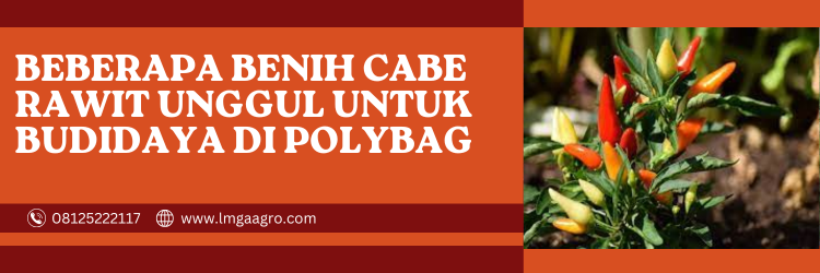 Kebun cabe rawit polybag, pohon cabe, budidaya cabe, cara menanam cabe, bibit cabe, lmga agro