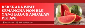 Harga benih semangka, bibit semangka non biji yang bagus, cara budidaya semangka non biji, cara menanam semangka tanpa biji, benih semangka terbaik, Lmga Agro