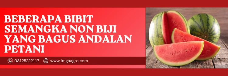 Harga benih semangka, bibit semangka non biji yang bagus, cara budidaya semangka non biji, cara menanam semangka tanpa biji, benih semangka terbaik, Lmga Agro