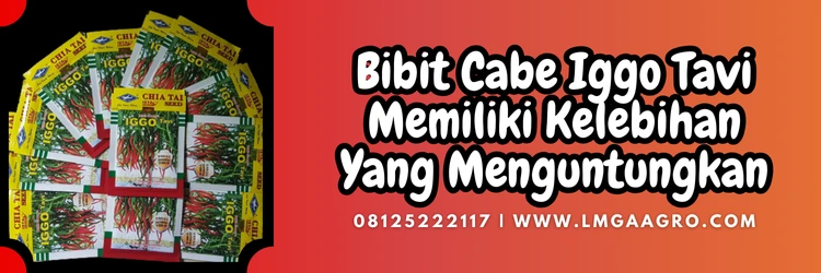 kelebihan bibit cabe iggo tavi, budidaya cabe, tanaman cabe, tanam cabe, jenis cabe, Lmga Agro