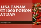 Cabe rawit hijau, analisa tanam cabe rawit 1000 pohon, tanaman cabai rawit, budidaya cabai, jarak tanam cabe, Lmga Agro