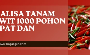 Cabe rawit hijau, analisa tanam cabe rawit 1000 pohon, tanaman cabai rawit, budidaya cabai, jarak tanam cabe, Lmga Agro