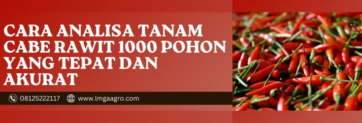 Cabe rawit hijau, analisa tanam cabe rawit 1000 pohon, tanaman cabai rawit, budidaya cabai, jarak tanam cabe, Lmga Agro