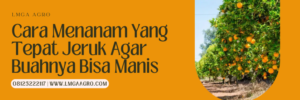 Budidaya jeruk, pupuk buah jeruk biar manis, pupuk pemanis buah jeruk, dosis pemupukan jeruk, pupuk daun untuk tanaman jeruk, lmga agro
