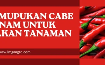 cara pemupukan cabe baru tanam, budidaya cabe, pupuk cabe baru tanam, cara menanam cabe, pupuk cabai, lmga agro