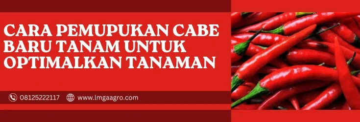 cara pemupukan cabe baru tanam, budidaya cabe, pupuk cabe baru tanam, cara menanam cabe, pupuk cabai, lmga agro