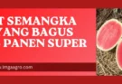 Harga benih semangka, bibit semangka non biji yang bagus, cara budidaya semangka non biji, cara menanam semangka tanpa biji, benih semangka terbaik, Lmga Agro