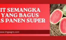 Harga benih semangka, bibit semangka non biji yang bagus, cara budidaya semangka non biji, cara menanam semangka tanpa biji, benih semangka terbaik, Lmga Agro
