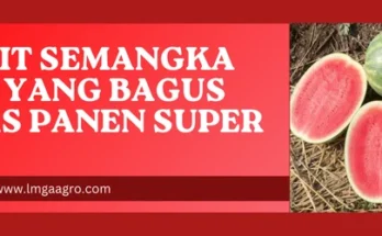 Harga benih semangka, bibit semangka non biji yang bagus, cara budidaya semangka non biji, cara menanam semangka tanpa biji, benih semangka terbaik, Lmga Agro