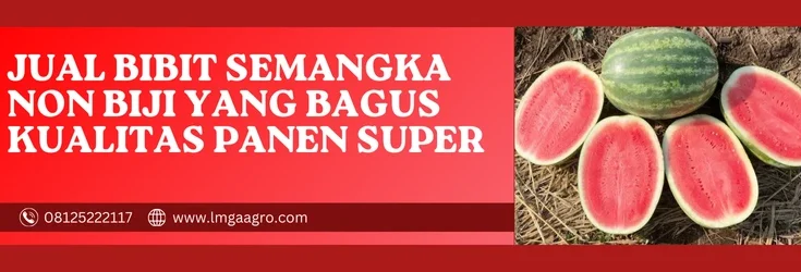 Harga benih semangka, bibit semangka non biji yang bagus, cara budidaya semangka non biji, cara menanam semangka tanpa biji, benih semangka terbaik, Lmga Agro