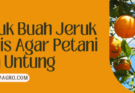 Budidaya jeruk, pupuk buah jeruk biar manis, pupuk pemanis buah jeruk, dosis pemupukan jeruk, pupuk daun untuk tanaman jeruk, lmga agro