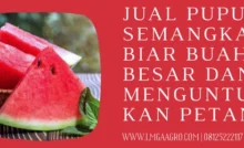 Pemupukan semangka, pupuk semangka biar buah besar, pupuk terbaik, pupuk pembesar buah, jenis jenis semangka