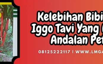 kelebihan bibit cabe iggo tavi, budidaya cabe, tanaman cabe, tanam cabe, jenis cabe, Lmga Agro