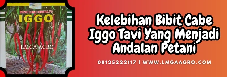 kelebihan bibit cabe iggo tavi, budidaya cabe, tanaman cabe, tanam cabe, jenis cabe, Lmga Agro