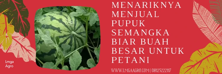 Pemupukan semangka, pupuk semangka biar buah besar, pupuk terbaik, pupuk pembesar buah, jenis jenis semangka