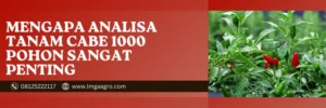 Cabe rawit hijau, analisa tanam cabe rawit 1000 pohon, tanaman cabai rawit, budidaya cabai, jarak tanam cabe, Lmga Agro