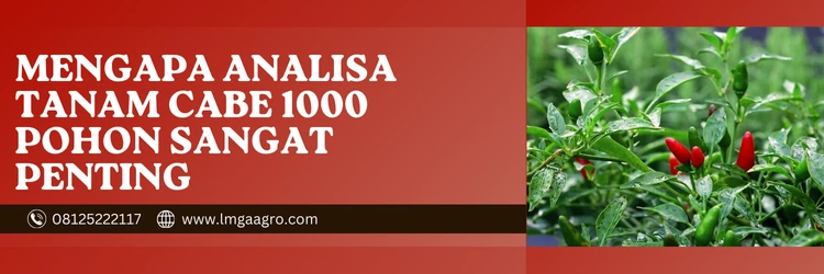 Jual Benih Cabe Rawit Terbukti Terbaik Harga Murah | Lmga Agro Cabe rawit hijau, analisa tanam cabe rawit 1000 pohon, tanaman cabai rawit, budidaya cabai, jarak tanam cabe, Lmga Agro