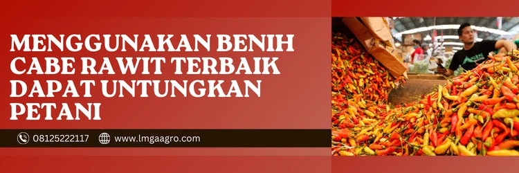 Cabe rawit hijau, analisa tanam cabe rawit 1000 pohon, tanaman cabai rawit, budidaya cabai, jarak tanam cabe, Lmga Agro