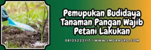 Pupuk gandasil, dosis gandasil d per tangki, manfaat gandasil d, fungsi gandasil d, budidaya tanaman, Lmga Agro