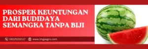 Harga benih semangka, bibit semangka non biji yang bagus, cara budidaya semangka non biji, cara menanam semangka tanpa biji, benih semangka terbaik, Lmga Agro