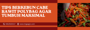 Kebun cabe rawit polybag, pohon cabe, budidaya cabe, cara menanam cabe, bibit cabe, lmga agro