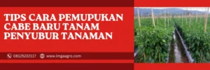 cara pemupukan cabe baru tanam, budidaya cabe, pupuk cabe baru tanam, cara menanam cabe, pupuk cabai, lmga agro