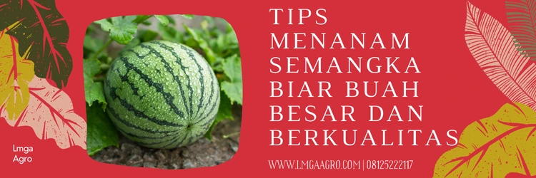 Pemupukan semangka, pupuk semangka biar buah besar, pupuk terbaik, pupuk pembesar buah, jenis jenis semangka