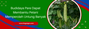 pare raden f1, bibit pare raden f1, harga benih pare, pare raden, Lmga Agro