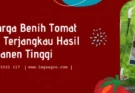 tomat gustavi, bibit tomat gustavi, harga bibit tomat gustavi, tomat gustavi f1, Lmga Agro