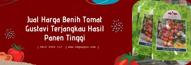 tomat gustavi, bibit tomat gustavi, harga bibit tomat gustavi, tomat gustavi f1, Lmga Agro