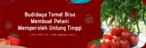 tomat gustavi, bibit tomat gustavi, harga bibit tomat gustavi, tomat gustavi f1, Lmga Agro