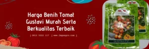 tomat gustavi, bibit tomat gustavi, harga bibit tomat gustavi, tomat gustavi f1, Lmga Agro