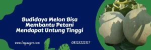 melon alina, benih melon alina, harga benih melon alina f1, harga benih melon alina, Lmga Agro