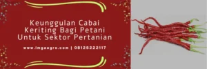 cabe tangguh, harga benih cmk tangguh, harga benih cabe, benih cabe tangguh f1, Lmga Agro