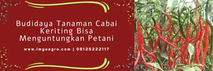 cabe tangguh, harga benih cmk tangguh, harga benih cabe, benih cabe tangguh f1, Lmga Agro